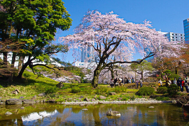 小石川後楽園のしだれ桜