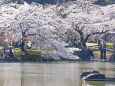 大泉水と桜