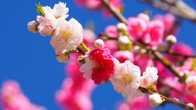 古河公方公園の花桃