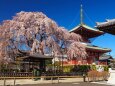 円乗院のしだれ桜