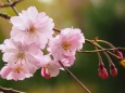 隅田公園のしだれ桜