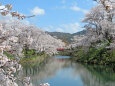 桜の季節 10 お堀に映るサクラ