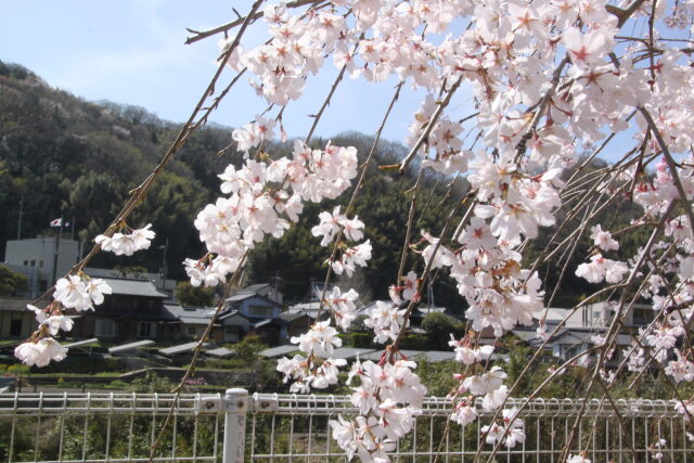 一枝の桜