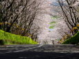 坂道の桜トンネル