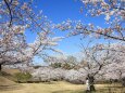 桜の季節