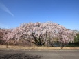 紅しだれ桜