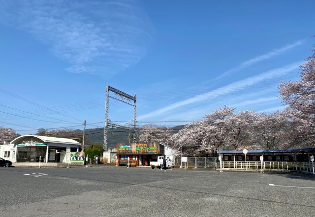 桜の咲く駅