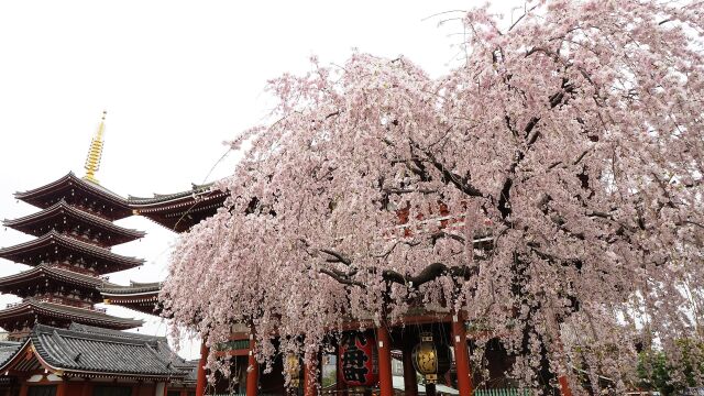 浅草寺のしだれ桜
