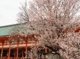 平安神宮の左近の桜