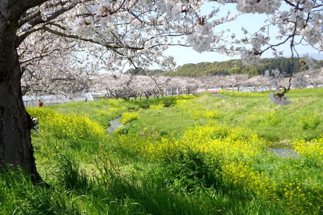 春爛漫の草場川