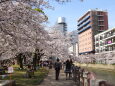 花見のいい天気 天神中央公園