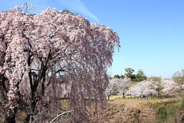 垂れ桜