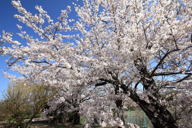 桜の季節-1