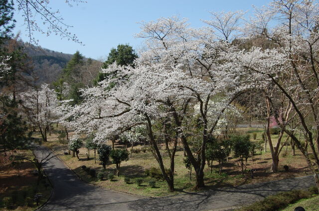 桜の季節 2 2023年