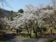 桜の季節 2 2023年