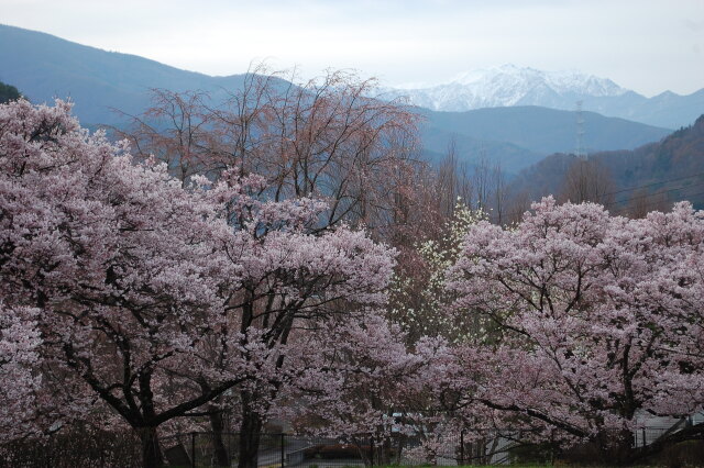 高遠城址桜と南アルプス仙丈ヶ岳