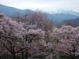 高遠城址桜と南アルプス仙丈ヶ岳