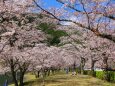 桜のトンネル