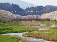 夏井千本桜