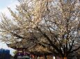 池上本門寺の桜