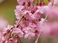 平安神宮のしだれ桜