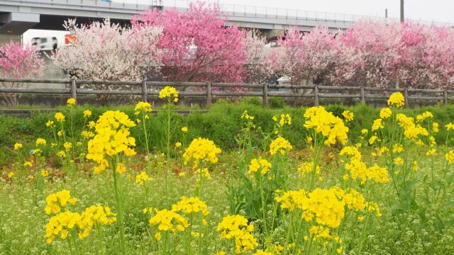 巨椋池干拓地の花桃と菜の花