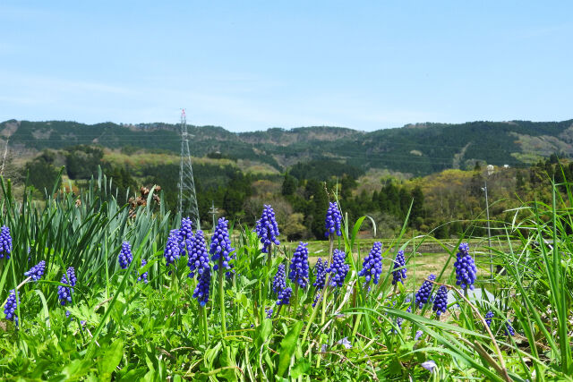 春 山里 ムスカリ