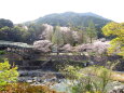 若葉芽生えの桜の公園