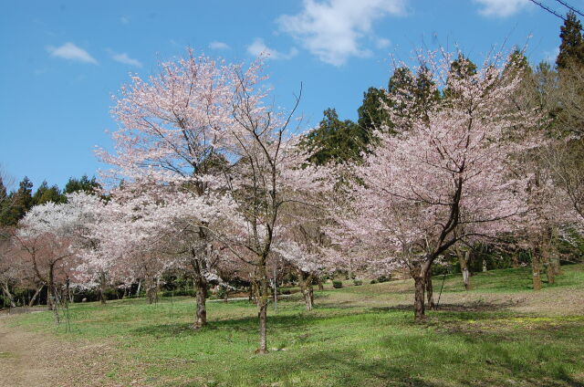 桜の季節 5 2023年