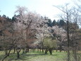 桜の季節 6 2023年