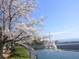 湖畔に咲く桜