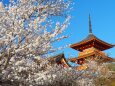 春の清水寺