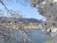 桜の散歩道から