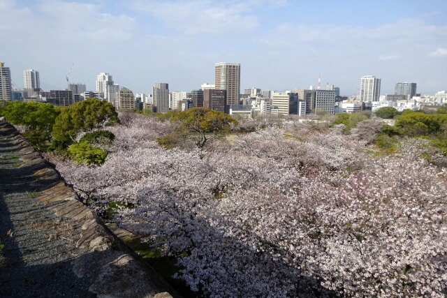 福岡城址満開の桜