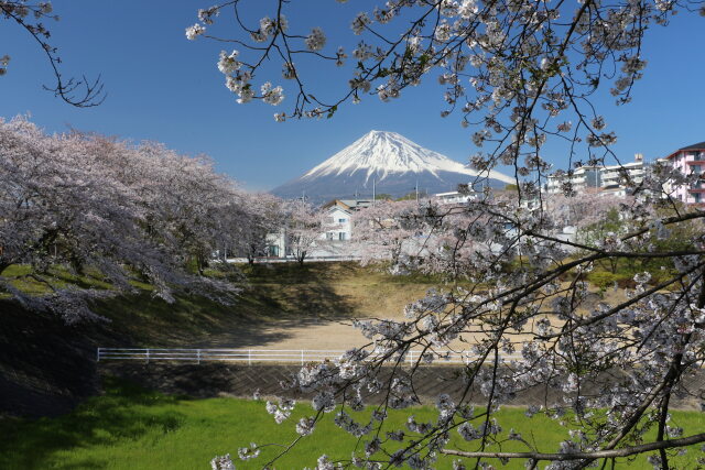 富士山と桜林