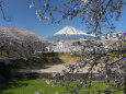 富士山と桜林