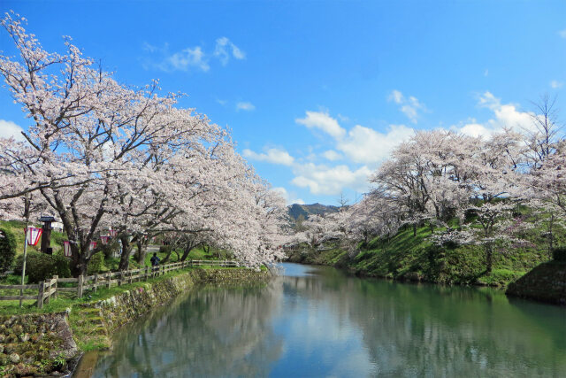 桜の季節 15 お堀に映るサクラ