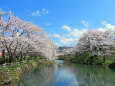 桜の季節 15 お堀に映るサクラ