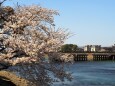 春の宇治公園