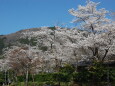 桜の季節8 2023年