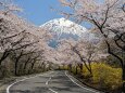 富士山と満開の桜並木