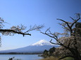 桜の古木&富士山