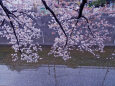 石神井川と桜
