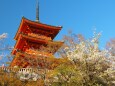 春の清水寺