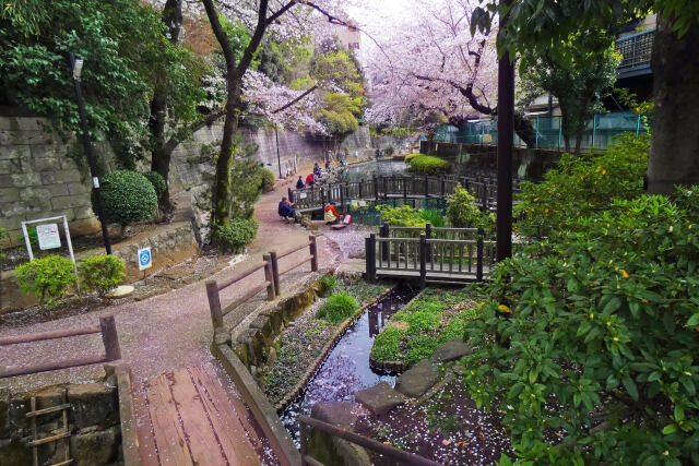 春の釣り堀公園