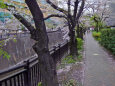 桜舞い散る石神井川遊歩道