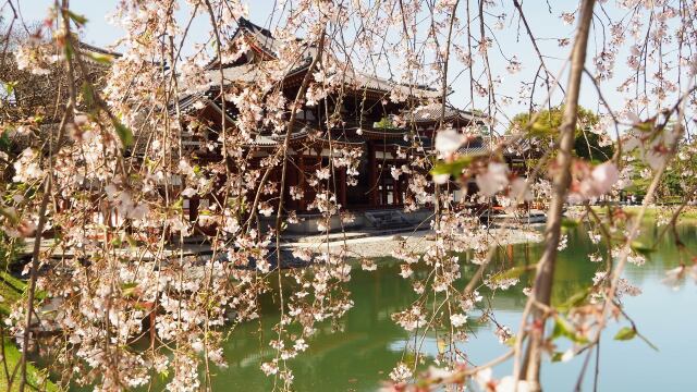 春の平等院