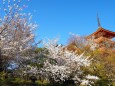 春の清水寺