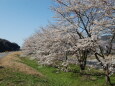 桜の季節 11 2023年