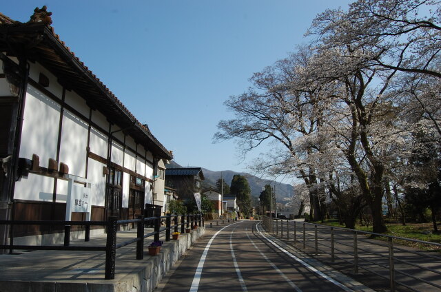 桜の季節 12 2023年 昔の面影